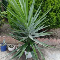 گل یوگا یک مرتبه به بالاگلدان زده یکملیون سیصد