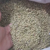 عدس دیم تازه و پاک شده