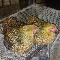 جوجه ،ویاندوت جی اس جی   و نیچه خروس جی اس جی