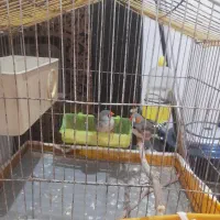 ی جفت مرغ عشق ی جفت فنج باهم دیگ فر خت میش حراج