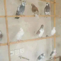 کفتر پرشی