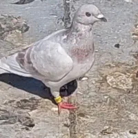 کبوتر پیازی ماده