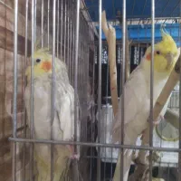 کار داده