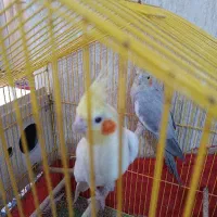 طوطی