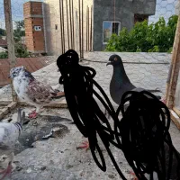 کفتر تکپر