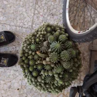 گل کاکتوس خیلی قطور
