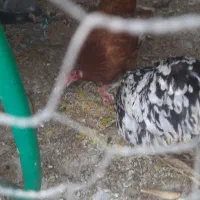 مرغ تخم گذار