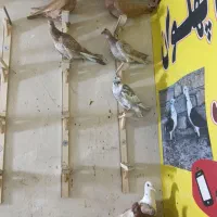 جوجه