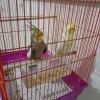 عروس هلندی