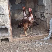 مرغ لاری افغان