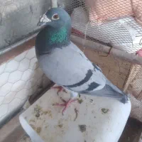 کبوتر