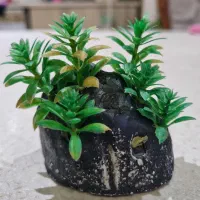 گیاه اکواریوم