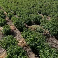 نعنا فلفلی تازه