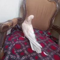 سرور|پرنده|کبودرآهنگ, |دیوار