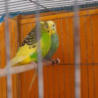 مرغ عشق