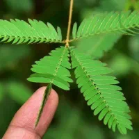 گیاه قهر و آشتی بسیار زیبا و جالب