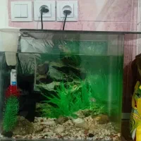 اکواریوم. کبوتر.معاوضه با مرغ
