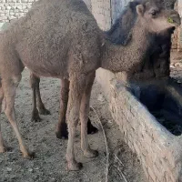 شتر