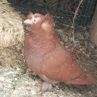 یک جفت کبوتر رواعب