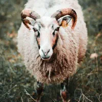 تخفیف ویژه دام زنده درجه یک