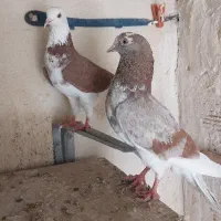 تعدادی کفتر خوب