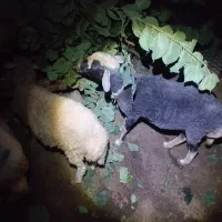 گوسفندماده نوبر  و بره