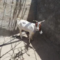 فروش بز جوان