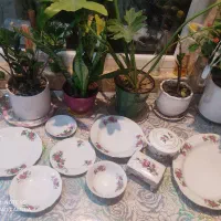 چینی گل سرخ