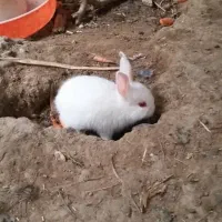 بچه خرگوش خونگی|موش و خرگوش|دزفول, |دیوار