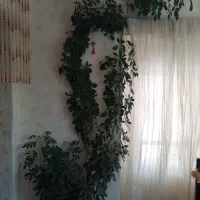 گل شفلرا