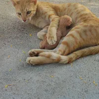 گربه و بچه خوشگل