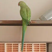 طوطی ملنگو نر جوان