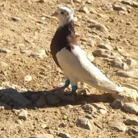 کفتر طوقی