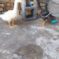 اردک