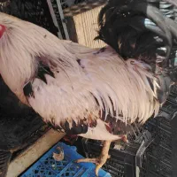 خروس درجه یک