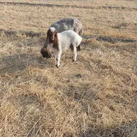 میش وبره جوان