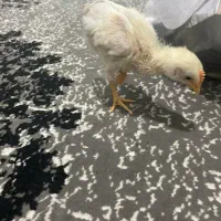 جوجه دوماهه