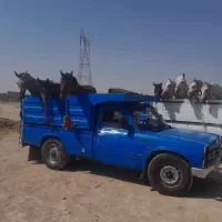 خرید وفروش اسب مادیون وپالونی قیمت تا ۴۰