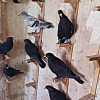 ۱۶تا نر فروشی