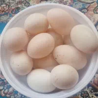 تخم اردک