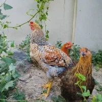 مرغ و خروس جوان