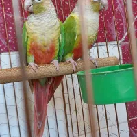 طوطی گرینچیک