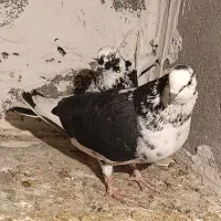 کبوتر سینه باز بگرد