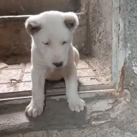 توله خراسانی و پژدر