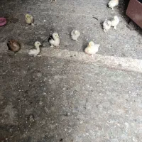 کوشین جوجه فوری