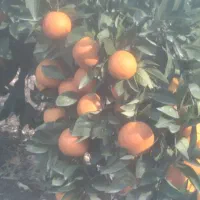 پرتقال خونی تاراکو