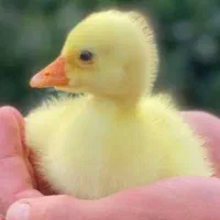 جوجه قوقاز های لیندای اصیلی