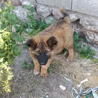 توله سگ