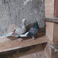 کفتر پرشی