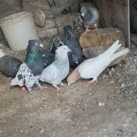 سینه سیا جفت 500